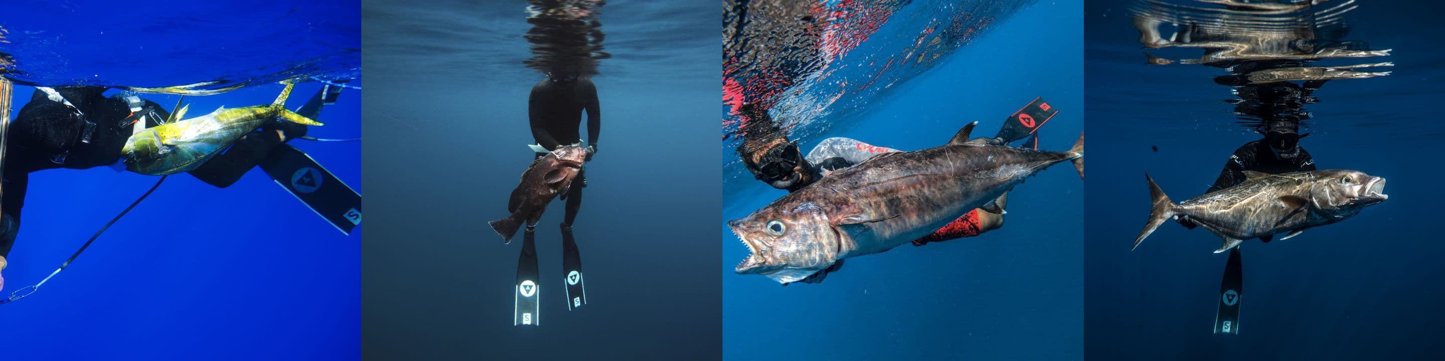 @ Discover Alchemy Spearfishing On Instagram